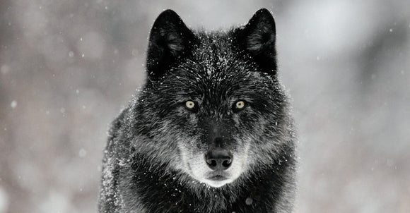 Nature & Environment