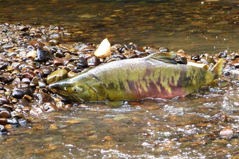 Wildlife Weekends in Southern British Columbia