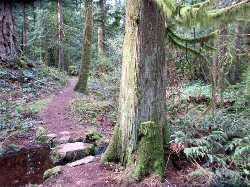 Family Walks and Hikes of Vancouver Island — Revised Edition: Volume 1 — Victoria to Nanaimo