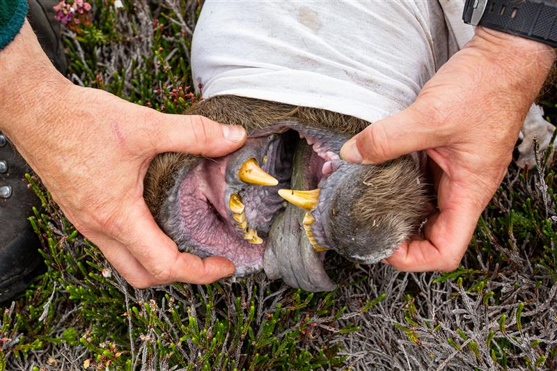 Grizzly Bear Science and the Art of a Wilderness Life