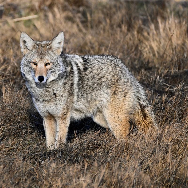 Wildlife Weekends in Southern British Columbia