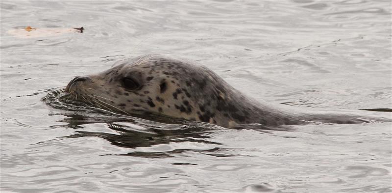 Wildlife Weekends in Southern British Columbia