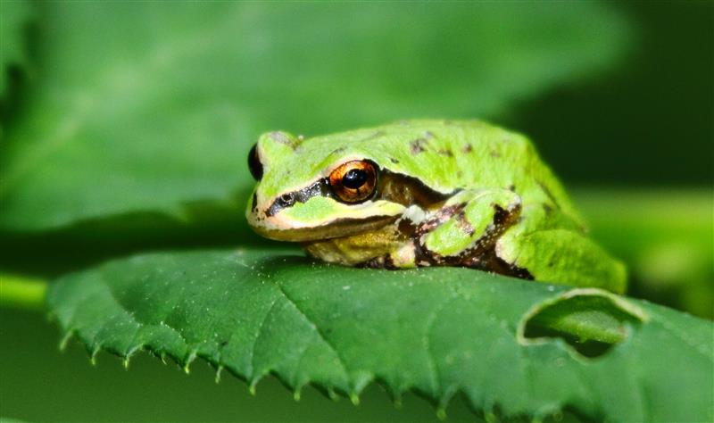 Wildlife Weekends in Southern British Columbia