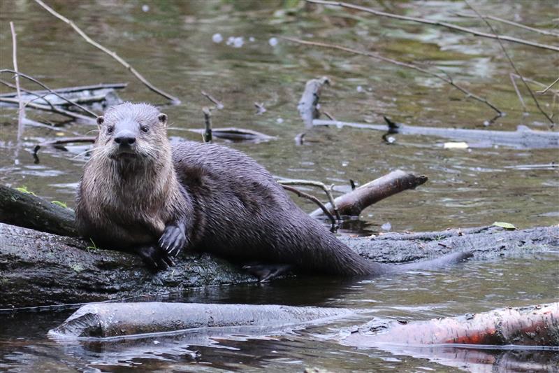 Wildlife Weekends in Southern British Columbia