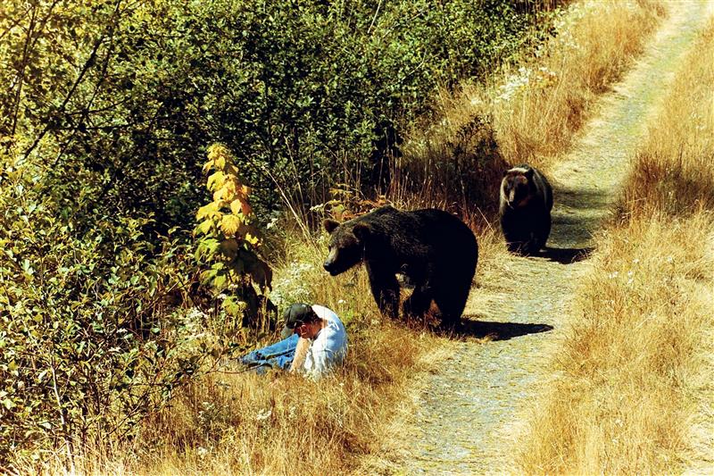 Grizzly Bear Science and the Art of a Wilderness Life