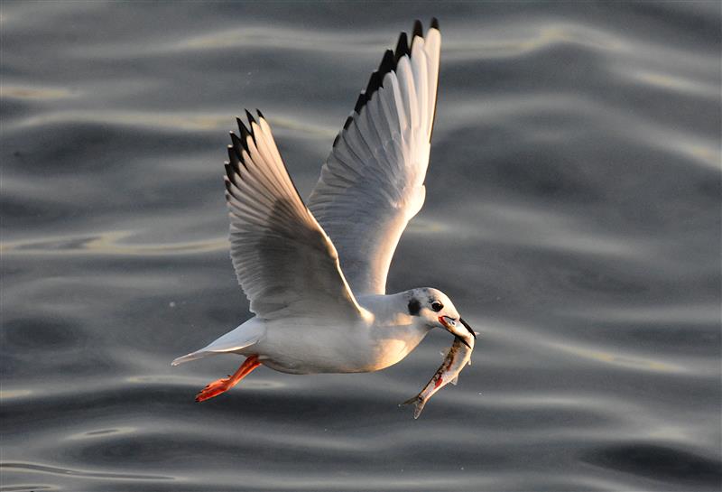 Wildlife Weekends in Southern British Columbia