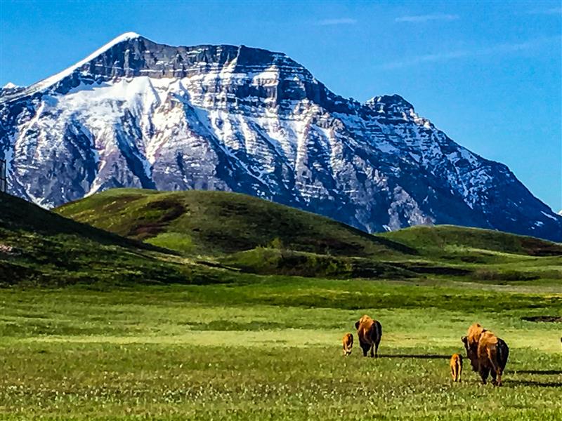 Popular Day Hikes: Waterton