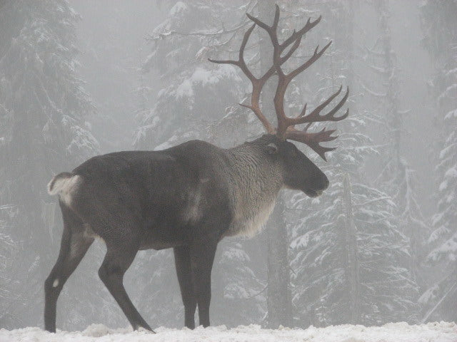 Wildlife Weekends in Southern British Columbia