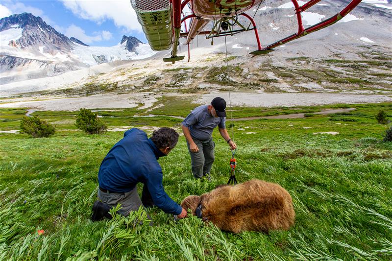 Grizzly Bear Science and the Art of a Wilderness Life