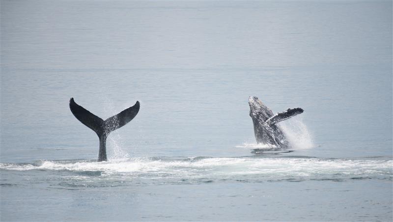 Wildlife Weekends in Southern British Columbia