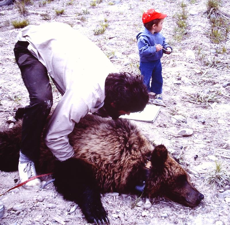 Grizzly Bear Science and the Art of a Wilderness Life