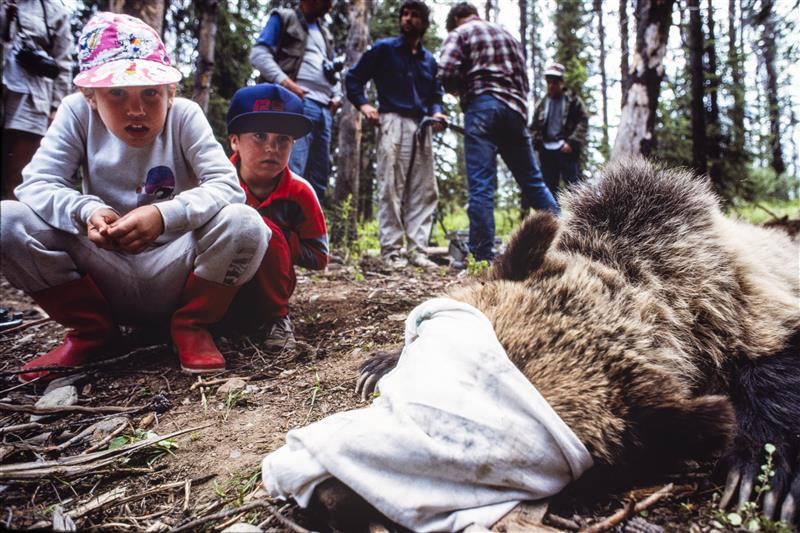 Grizzly Bear Science and the Art of a Wilderness Life