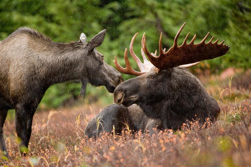 Wildlife Weekends in Southern British Columbia