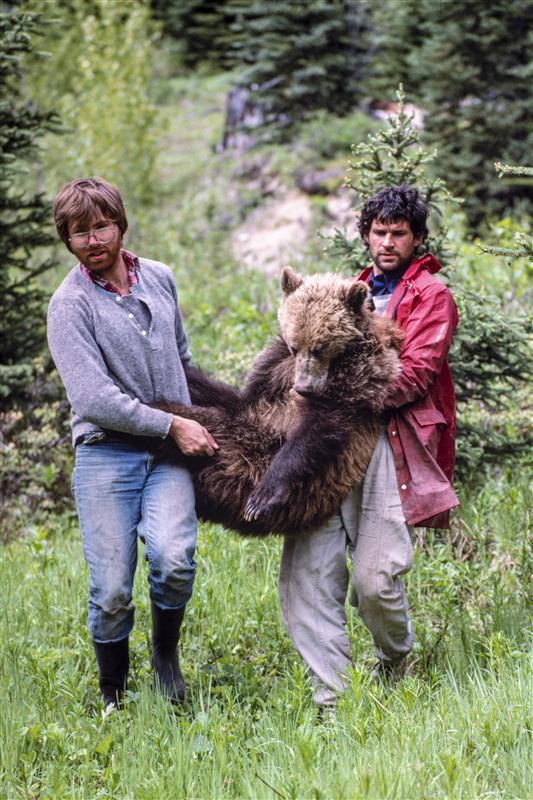 Grizzly Bear Science and the Art of a Wilderness Life