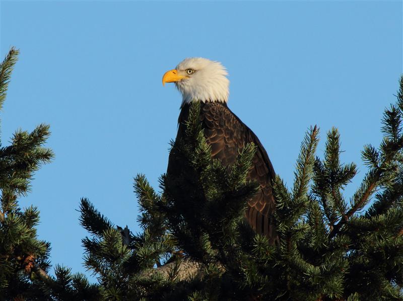 Wildlife Weekends in Southern British Columbia